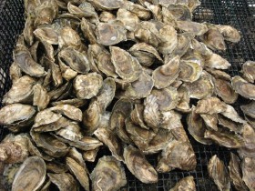 This is a photo of Is_New_Hampshire_Oyster_Farming_Poised_to_Surge