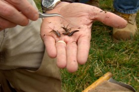 This is a photo of Macroinvertebrate_Counting